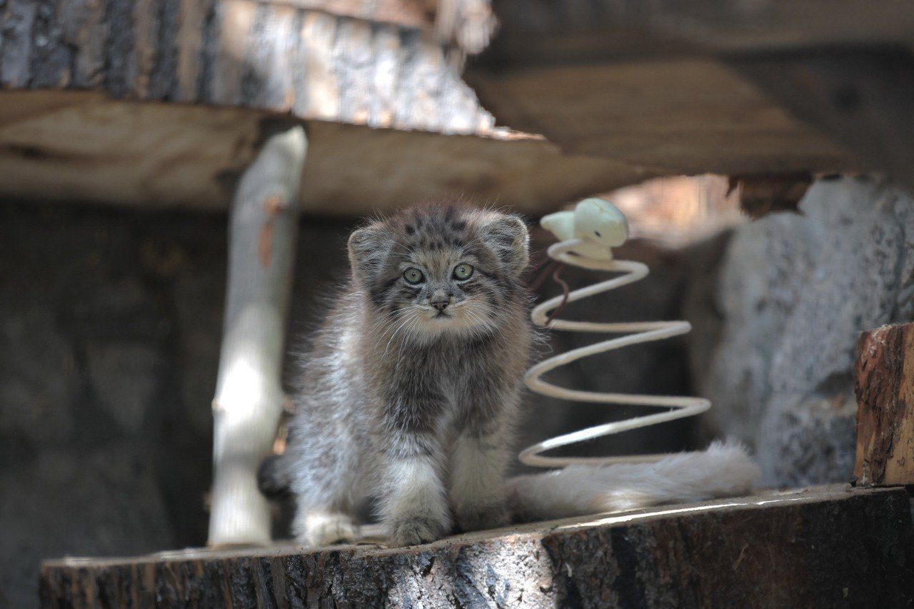 кот в зоопарке манул